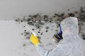 Best Black Mold Removal  in Carlinvle, IL